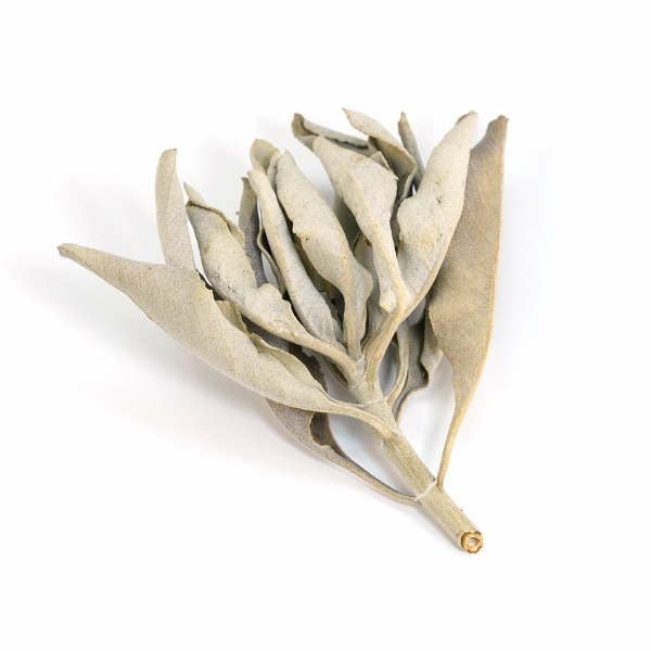 Libyan glass round single pierce /リビアングラス | Hariqua